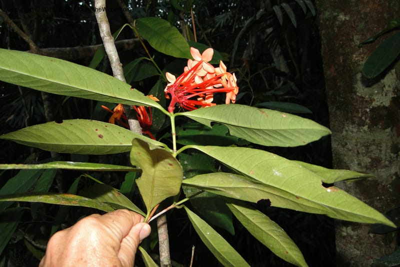 Ixora, Regalado 1907--Viet Nam. Hon Ba Nature Res. 12 May 2011. 359 (1).jpg