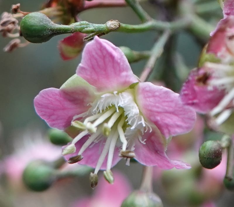 Delavaya toxocarpa, D. Boufford 44087--China. Yunnan. Xinshao Village. 28 Apr 2018. DSC00001 (32).JPG
