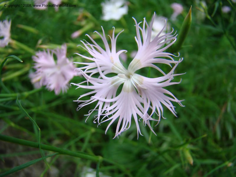 Dianthus monspessulanus--Slovenia. Ljubljana. University Botanical Garden. 7 Jul 08. 018.jpg