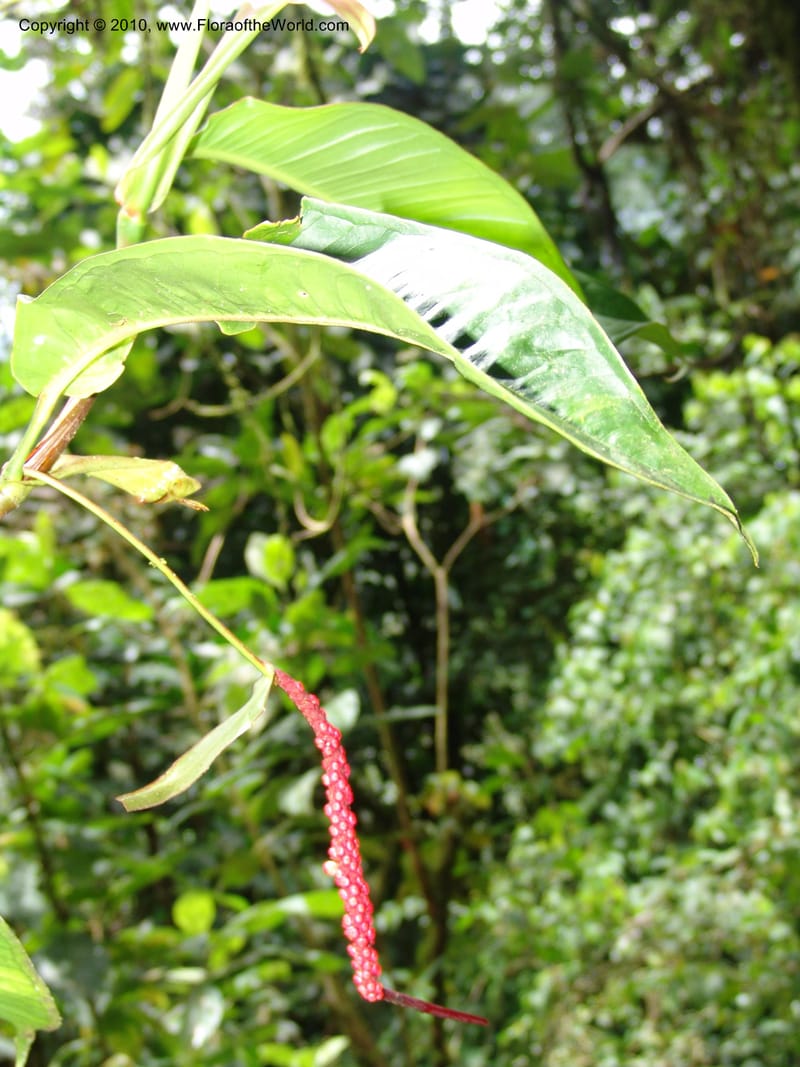 Anthurium aristatum, Croat 95962--Ecuador. Edo. Pichincha. Bosque Nublado Sta. Lucia. 14 Mar 06. 349.jpg