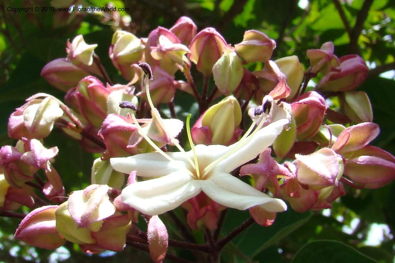 Clerodendrum trichotomum v. fargesii--New Zealand. N. Island. Hamillton Garden. 15 Jan 2010. 322 (2).jpg