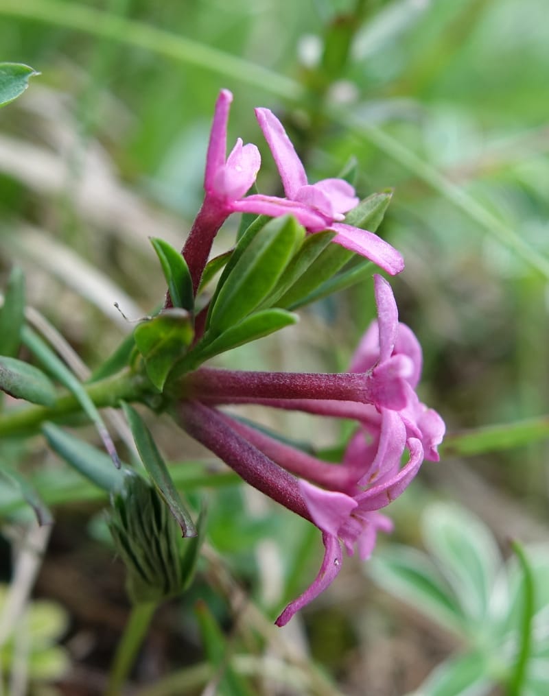 Daphne cneorum, Not coll.-- Switzerland. Col de Marchairuz. Grande Rolat Foret. 29 Jun 2016. DSC06193 (83).JPG