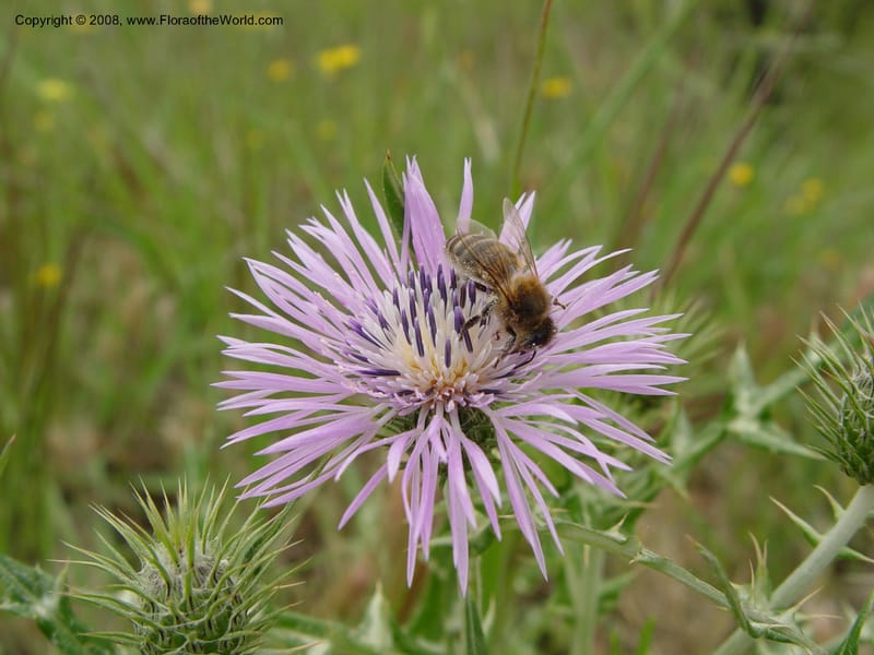 Galactites tomentosa--Spain. Gran.Prov. 8 km S Jct. Albondon-Albunol, C333. 15 Apr 04. 004.jpg
