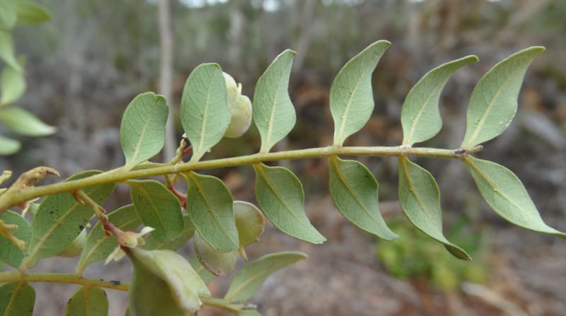 Guioa villosa, Callmander, M 1257--New Caledonia. Tiebaghi. 17 Nov 2015. DSC03437 (201).JPG