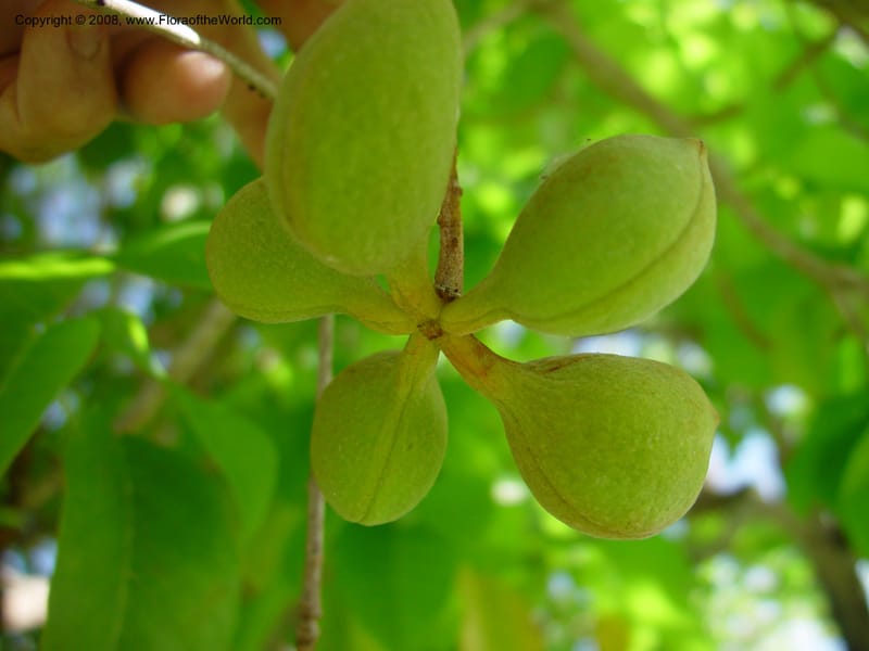 Sterculia ceramica--FL. Fairchild Tropical Garden. 8 Apr 03. 056.jpg