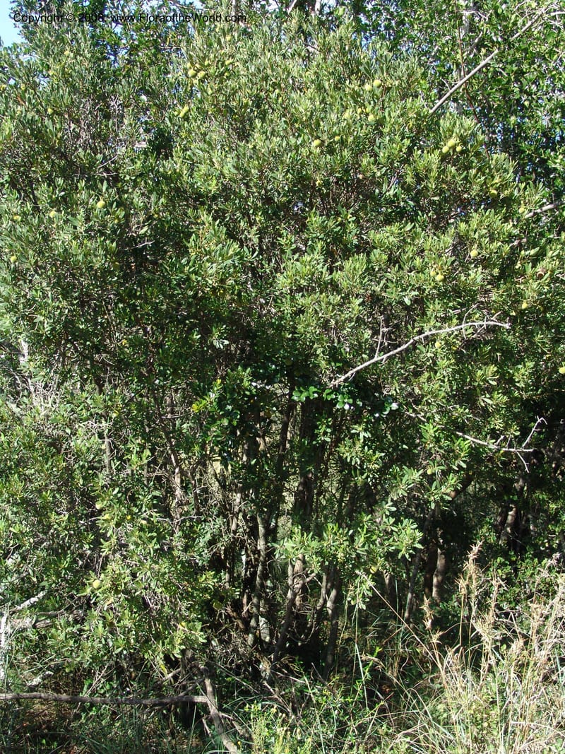 Diospyros dichrophylla--So.Africa. E. Cape. Moonstone Farm, Quanti Area, Stut. 8 Mch 05. 033.jpg