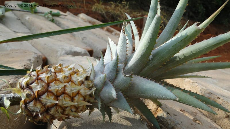 Ananas ananassoides, Stevens, W.D. 31039, Cerro Cora, 15 Mar 2011 1604 (2).JPG
