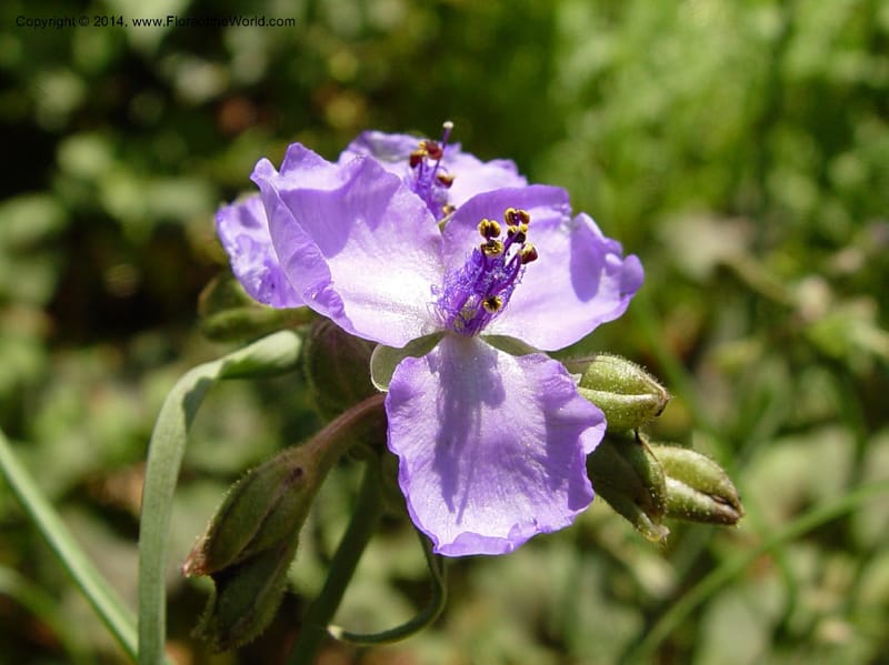 Tradescantia--DE. Mt. Cuba Center. 24 Jun 03. 023 (3).jpg