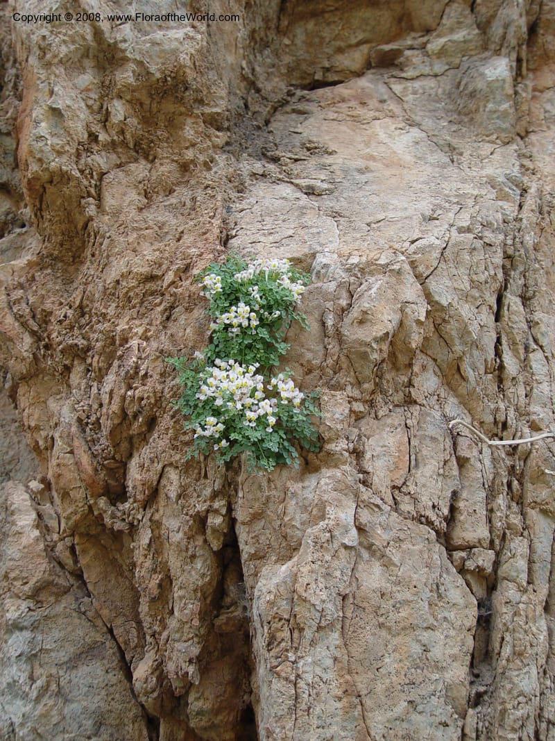Sarcocapnos eneaphylla--Spain. Andalucia. E of Orgiva. Barranco de los Lobos. 14 Apr 04. 106.jpg