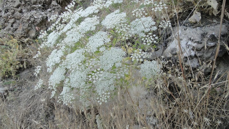 Pimpinella, BE.11.1--Iraq. Kurdistan. Shakh-i Pira Magrun. Zewiya. 14 June 2010. 306 (15).jpg