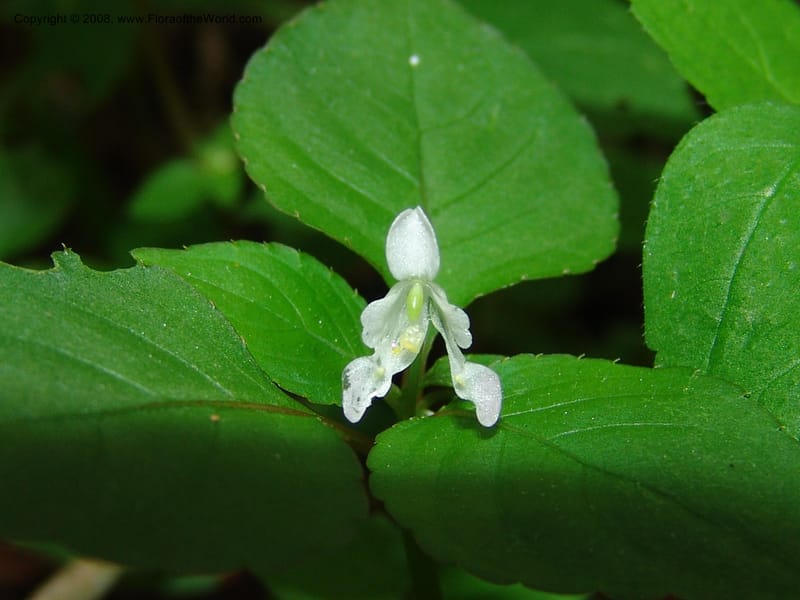 Impatiens, Z.Rogers842--Madag. Prov. Tuliar. Parc Nat. Zombitse.  13 Jan 06. 178.jpg