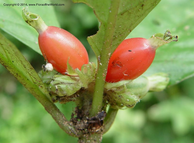 Psychotria--Cameroon. Mt. Cameroon. 6 Dec 03. 150a (3).jpg
