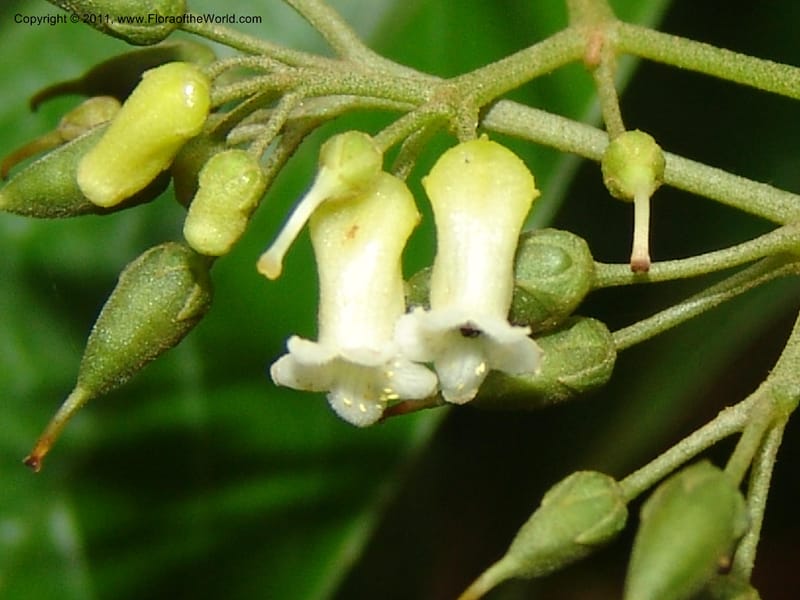 Shuaria ecuadorica, Neill 15912--Ecuador. Prv. Zam. Ch. C del Condor. Wawaime plot. 22 Sep 07. 214 (8).jpg