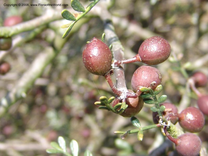 Bursera microphylla--CA. Quail Botanical Garden. 9 Apr 05. 107.jpg