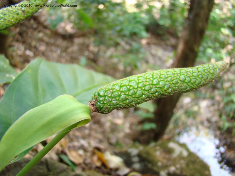 Anthurium acutifolium, B. Hammel 24632--Costa Rica. Puntar. rd betw Atenas and Orotina. 10 Apr 08. 043 (6).jpg
