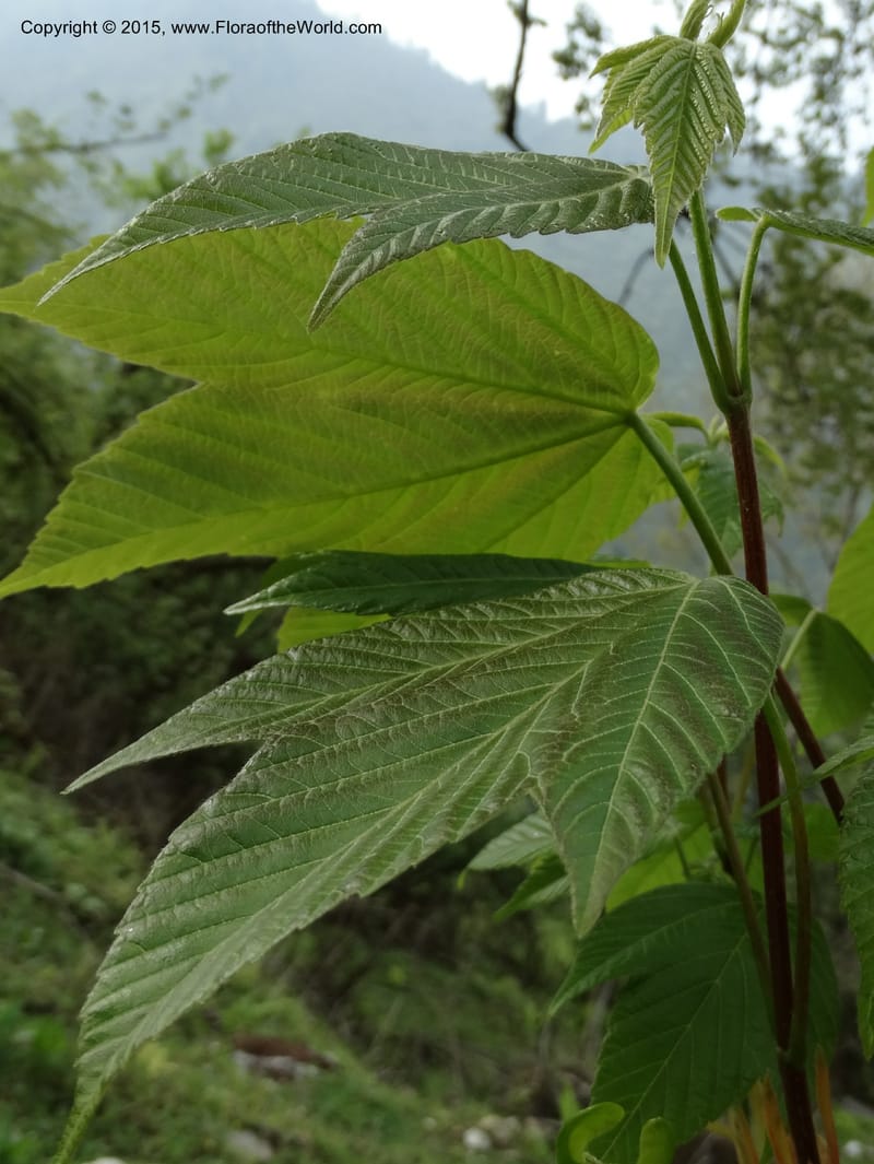 Acer, Boufford, D 43670--China. Sichuan. GuoBaYan, HanBaiYu Shan. 12 May 2014. DSC05373 (206).JPG