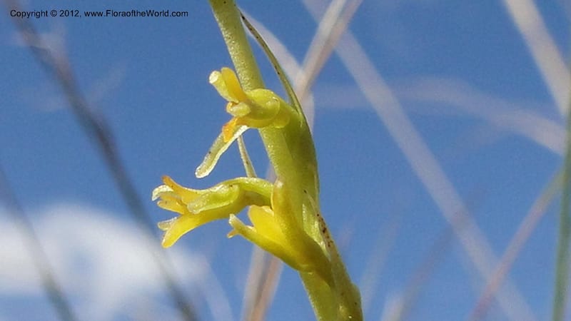 Habenaria simplex, N. Manjato 173--Madagascar. E of Ambositra toward Antoetra. 2 May 2010 151 (18).jpg