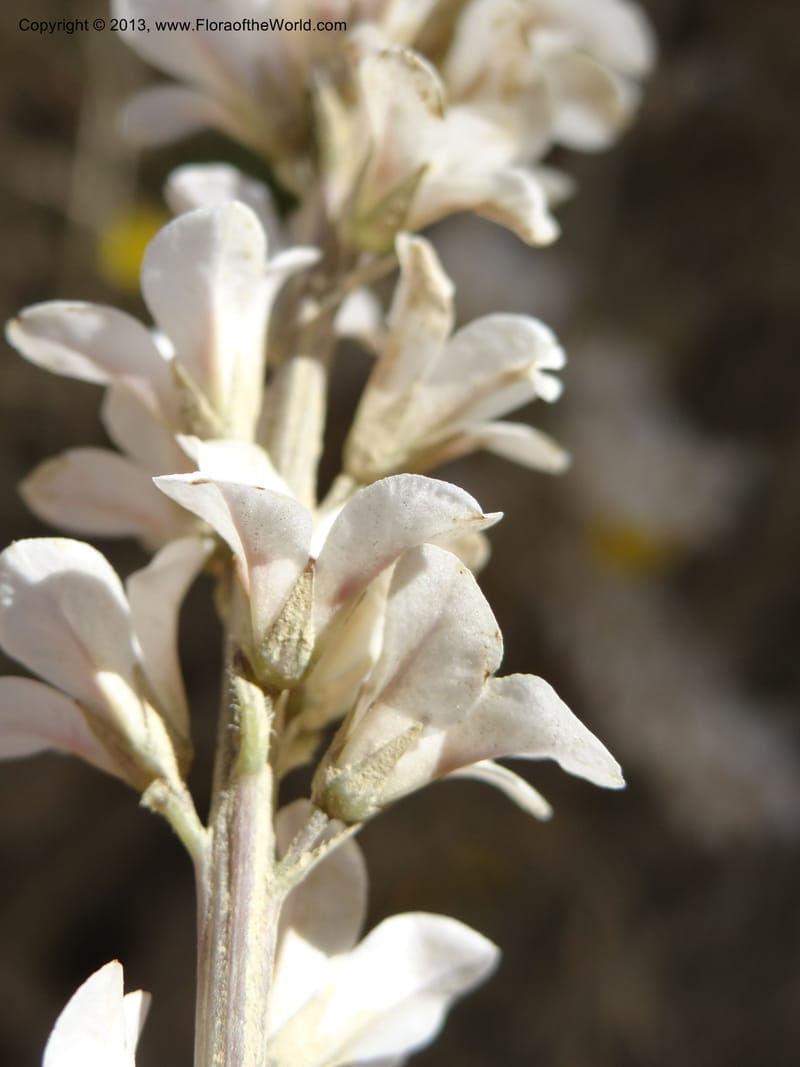 Francoa appendiculata, WDS 34052--Chile. Pichilemu. 13 Feb 2013. DSC00381 (41).JPG