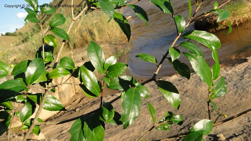 Rinorea angustifolia, N. Manjato 151--Madagascar. Mania River. 1 May 2010 159 (17).jpg