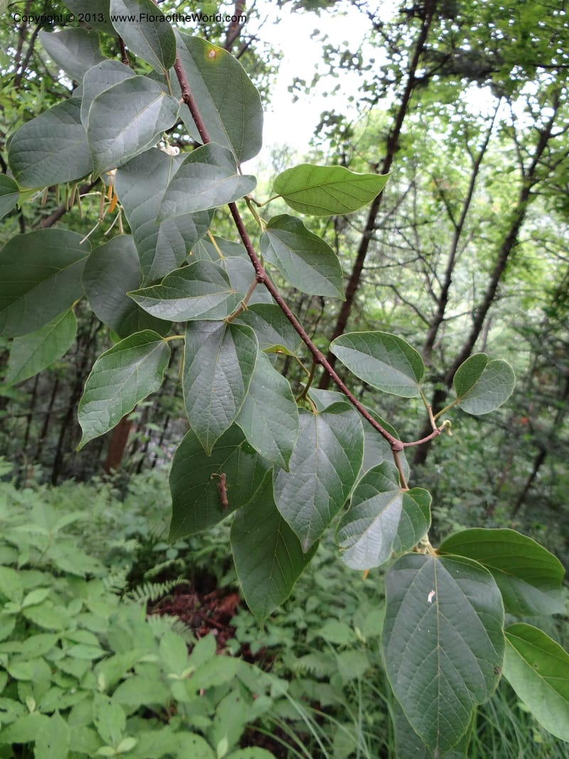 Alangium kurzii, Davidson, C 11972--China. Zhejiang Prov. Tian Mu Shan. 1 Jun 2012. DSC01264 (70).JPG
