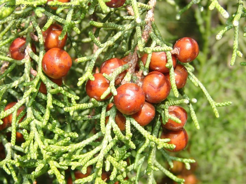 Juniperus phoenicea--France. Paris. Jardin des Plantes. 4 Sep 07. 354.jpg