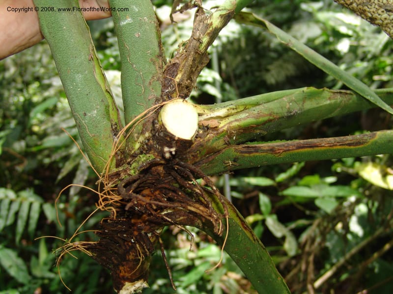 Monstera, RVasquez32988--Peru. Pillcopata. Qbda Pini Pini. 29 Oct 07. 512.jpg