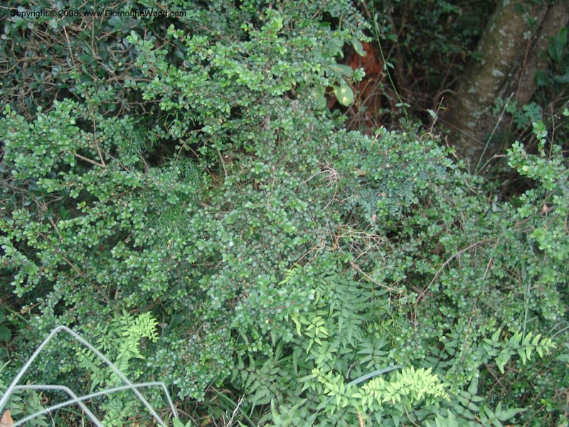 Myrsine africana--So.Africa. Mpumal. Buffelskloof Private Nat. Res. 17 Mch 05. 214.jpg