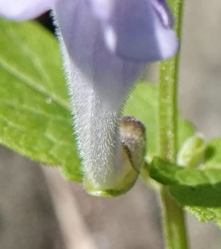 Scutellaria galericulata, C. Davidson 13882--ID. Fremont Co. Henry's Fork River. Box Canyon. 31 Jul 2018. DSC08304 (134).JPG