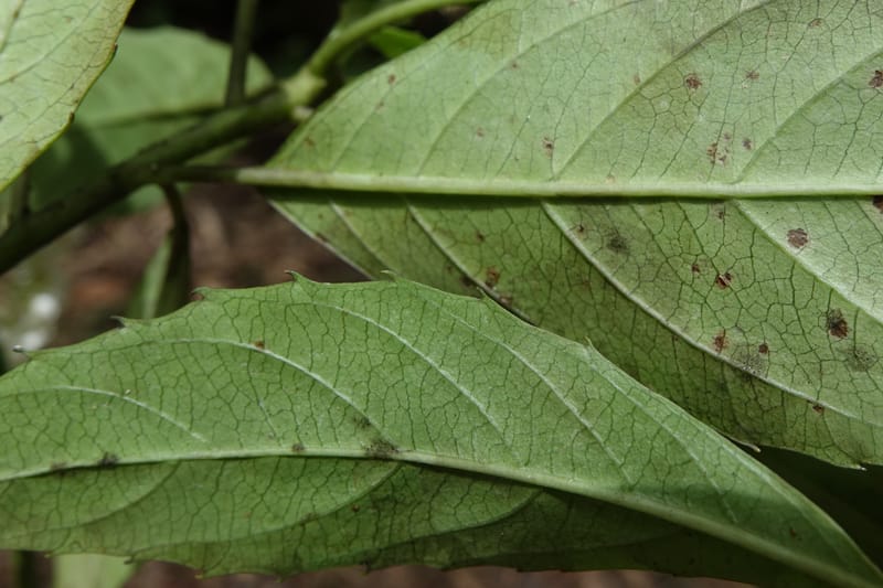 Cuttsia viburnea, Davidson, C 13348--Australia. Qld. Austinville Rd. Stop 4. 17 Oct 2016. DSC02986 (35).JPG