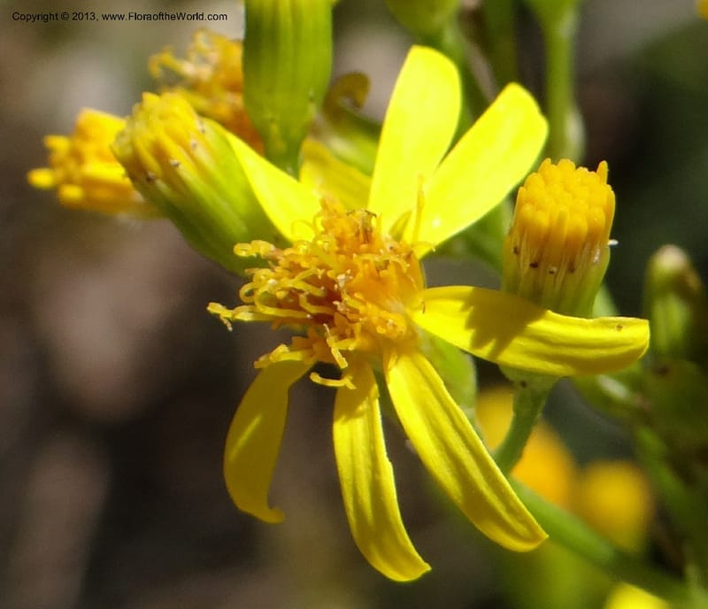 Senecio glaber, W. D. Stevens 34159--Chile, PN Siete Tazas. 21 Feb 2013  99374 (15).JPG