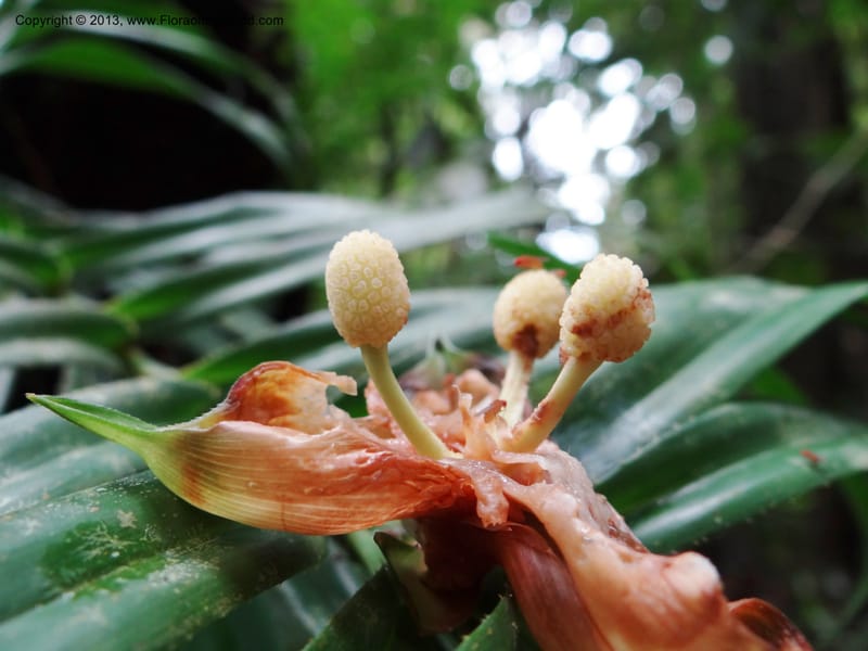 Freycinetia ciliaris, Callmander 1013--Malaysia, Sarawak. Kubah Nat. Park. 28 Mar 2012. DSC05973 (246).JPG