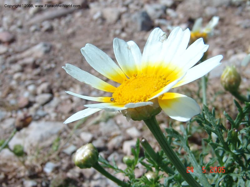 Glebionis (Chrysanthemum) coronaria v. discolor--Crete. Ep. Apokoronos. Aptera. 23 May 05. 004.jpg