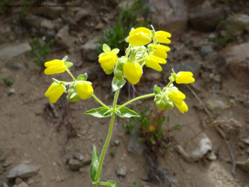 Calceolaria, WDS 34221--Chile. Cta 115. 11.5 km W of La Laguna. 22 Feb 2013. DSC02736 (51).JPG