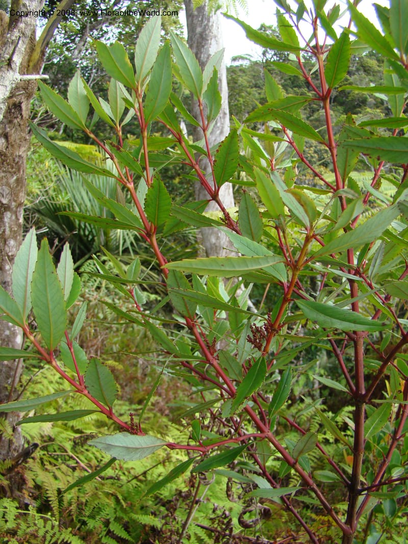 Ascarina rubricaulis, JMunzinger4846--New Caledonia. Plateau de Dogny. 19 Nov 07. 114.jpg