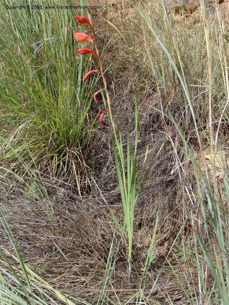 Gladiolus dalenii--So.Africa. E. Cape. R58 SE of Lady Grey. 10 Mch 05. 064.jpg