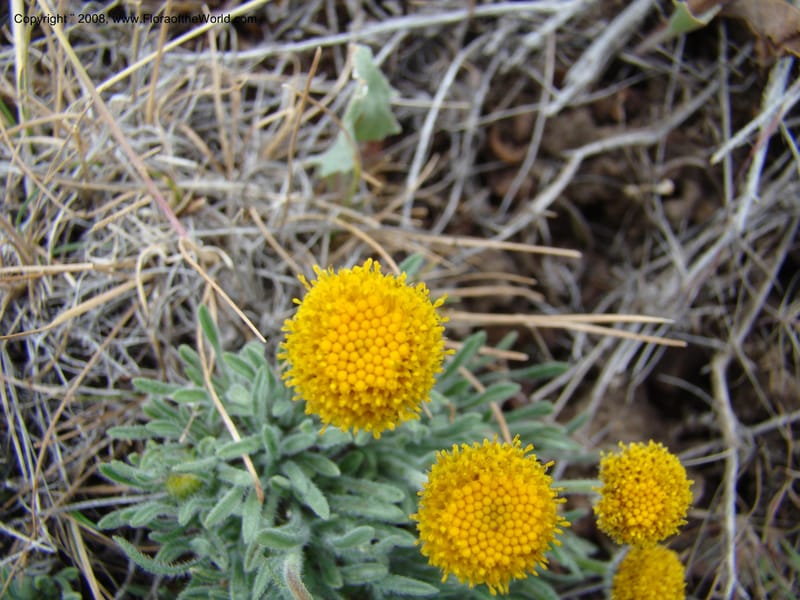 OR. Malheur Co. Leslie Gulch. 1 Jun 08. 132.jpg