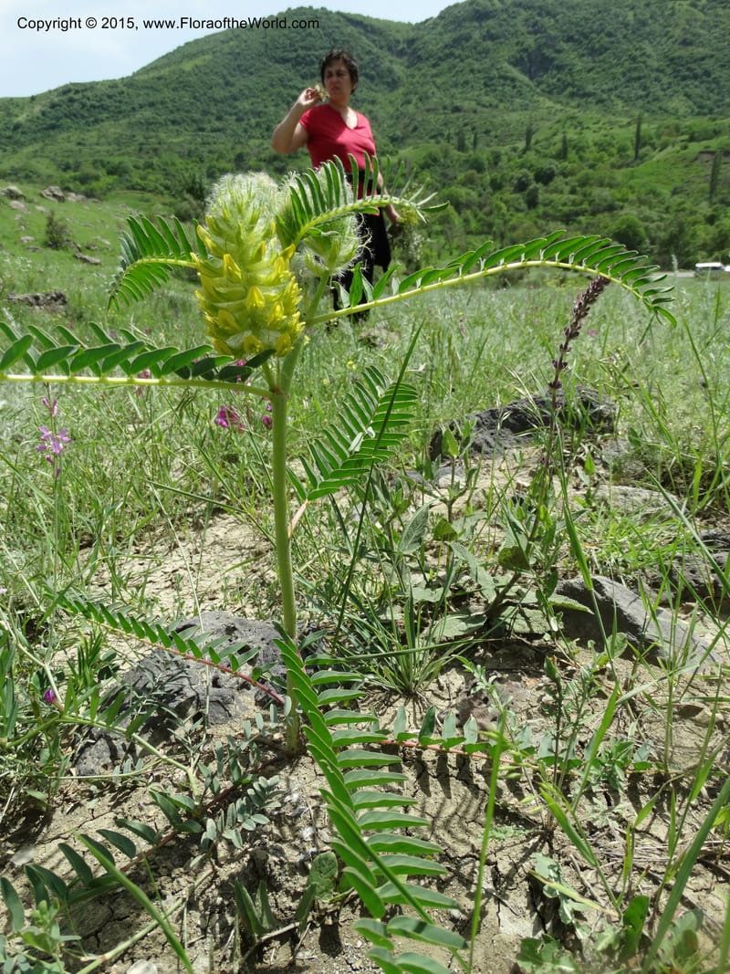 Astragalus trichocalyx, Davidson, C 12434--Georgia (Caucasus). Rustavi Village. 5 Jun 2014. DSC07073 (253).JPG