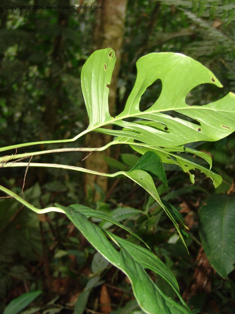 Monstera, RVasquez33000--Peru. Pillcopata. Qbda Pini Pini. 29 Oct 07. 617.jpg
