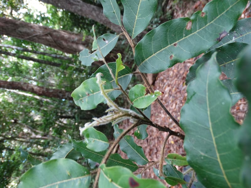 Alectryon hirsutus, Munzinger, J 7422--New Caledonia. Foret du Koghi. 13 Nov 2015. DSC02196 (85).JPG