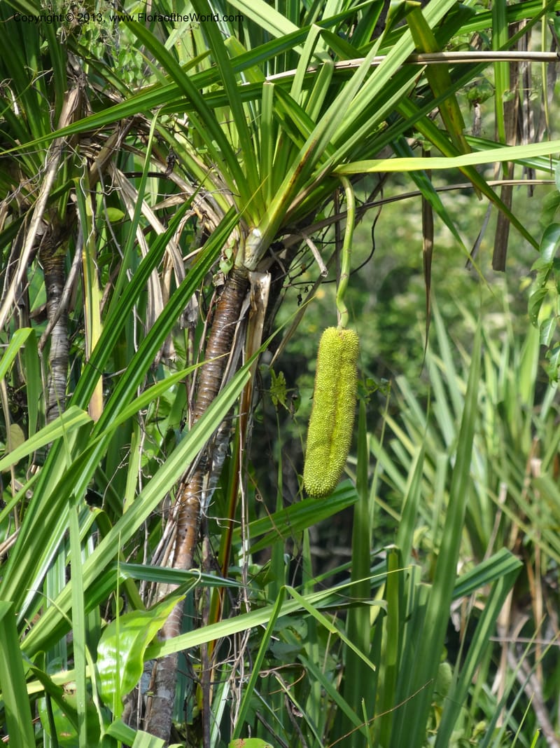Pandanus helicopus, Callmander 1023--Sabah. Klias Forest Reserve. 3 Apr 2012. DSC06489 (192).JPG
