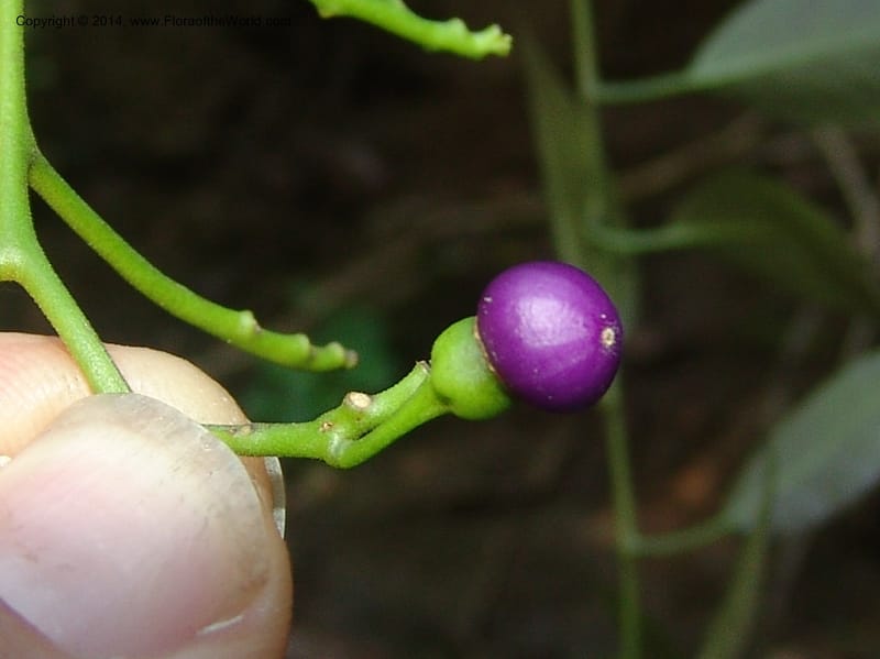 Solanum, Farfan 773--Peru. Edo. Madre de Dios. Quebrada Loboyoc. 21 Oct 05. 261.jpg