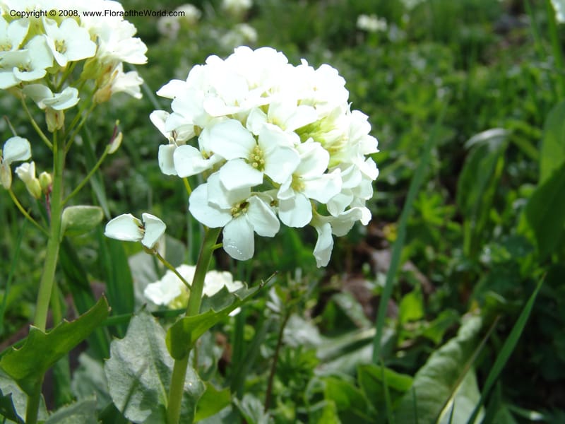 Arabis brachycarpa--Georgia. Vic. of Tskhrats'karo Pass. 7 Jun 05. 213.jpg