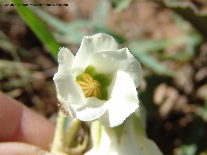 Hermannia geniculata--So.Africa. E. Cape. Moonstone Farm, Quanti Area, Stut. 8 Mch 05. 063.jpg