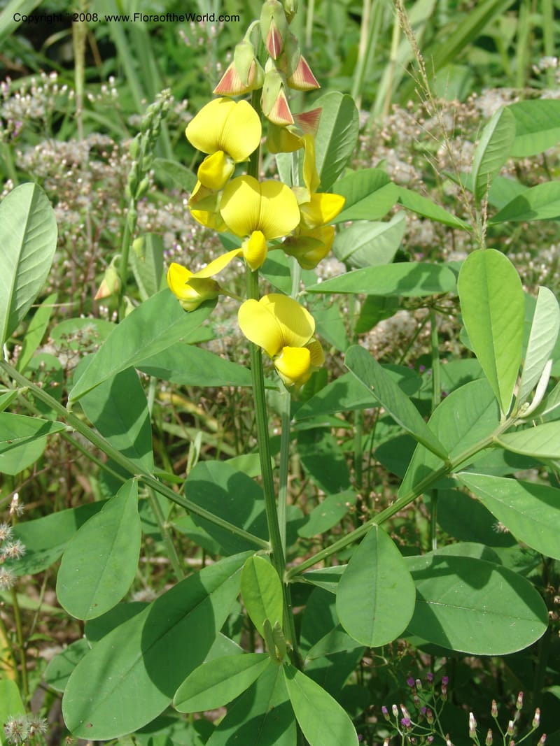 Crotalaria retusa--Cameroon. Limbe Botanic Garden. 12 Oct. 04. 154.jpg