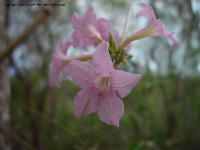 Arrabidaea--Costa Rica. Palo Verde Biol. Sta.. 1 Apr 03. 006.jpg