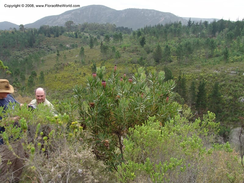 Protea neriifolia--So.Africa. E. Cape. Van Stadens Wildfl. Res.. 6 Mch 05. 108.jpg