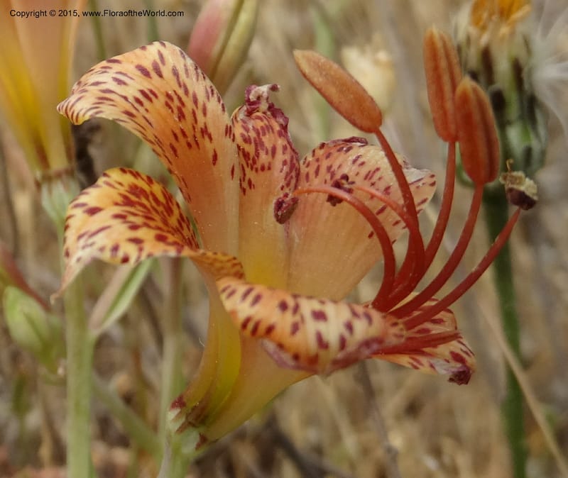 Alstroemeria versicolor, Davidson, C 12826--Chile. Ruta J-55 east of Talca. 27 Nov 2014. DSC08682 (141).JPG