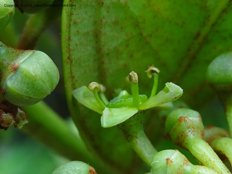 Aralia, SAN.153245--Malaysia, Sabah. Tawai For. Res. 9 Apr 2012. DSC07890 (82).JPG