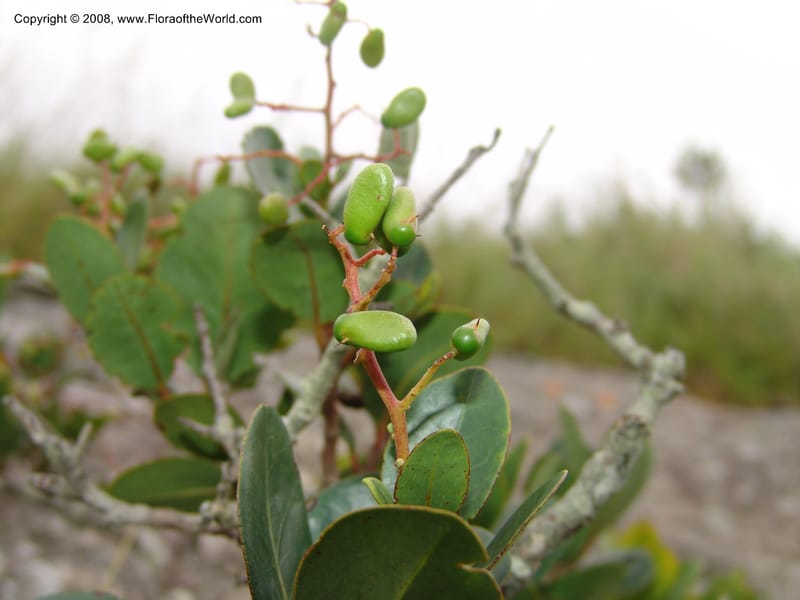 Apodytes abbottii--So.Africa. E. Cape. Umtamvuna Nat. Res. 11 Mch 05. 002.jpg