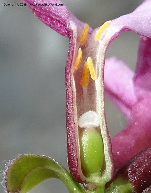 Daphne, Boufford, D 43616--China. Sichuan. ShaShiDuo. 8 May 2014. DSC04232 (44).JPG